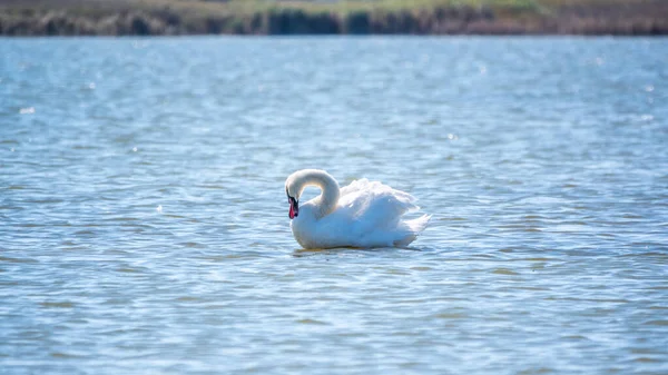 Изящный Белый Лебедь Плавает Озере Лебеди Дикой Природе Немой Лебедь — стоковое фото
