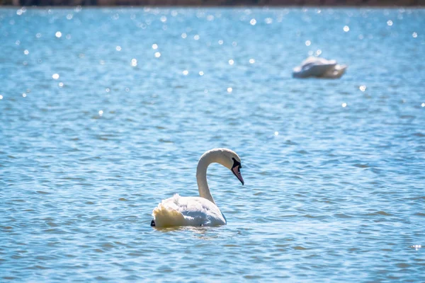 Cygne Blanc Gracieux Nageant Dans Lac Cygnes Dans Nature Cygne — Photo