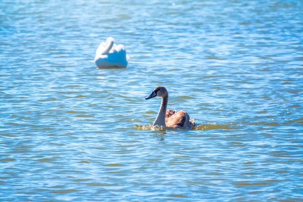 Giovane Cigno Bianco Colore Marrone Nuota Sull Acqua Ritratto Giovane — Foto Stock