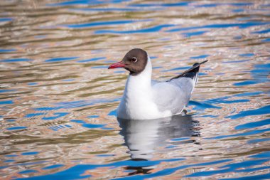 Sıradan deniz feneri, Sterna hirundo, bir gölette yüzer. Yaygın deniz kuşu, Laridae familyasından bir deniz kuşudur..