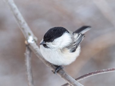 Cute bird The willow tit, song bird sitting on a branch without leaves in the winter. Willow tit perching on tree in winter. The willow tit, lat. Poecile montanus.