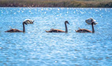 Güneşli bir günde mavi suyla gölde yüzen üç genç kahverengi beyaz kuğu. Dilsiz kuğu, Latince adı Cygnus olor.