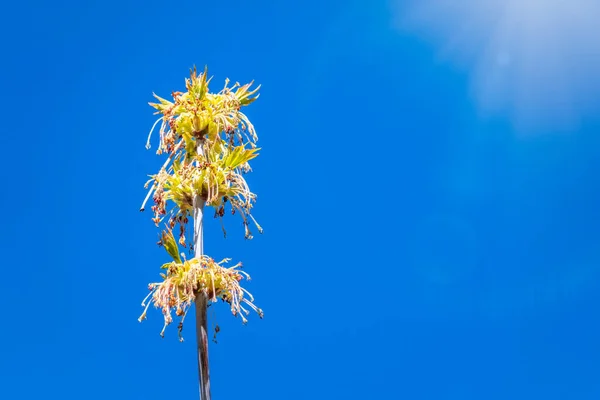 Ramos Primavera Com Folhas Verdes Frescas Contexto Céu Azul Folhas — Fotografia de Stock