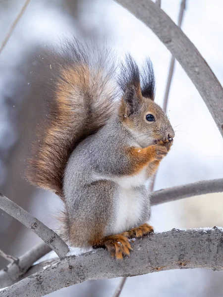 Das Eichhörnchen Mit Der Nuss Sitzt Winter Oder Spätherbst Auf — Stockfoto