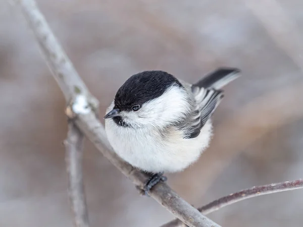Cute Bird Willow Tit Song Bird Sitting Branch Leaves Winter — Foto de Stock