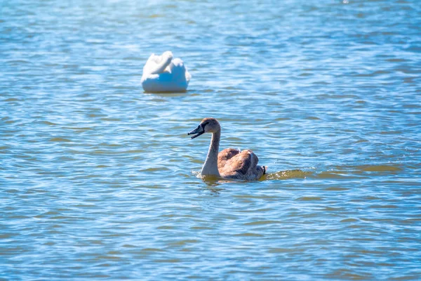 Ein Junger Braun Gefärbter Weißer Schwan Schwimmt Auf Dem Wasser — Stockfoto