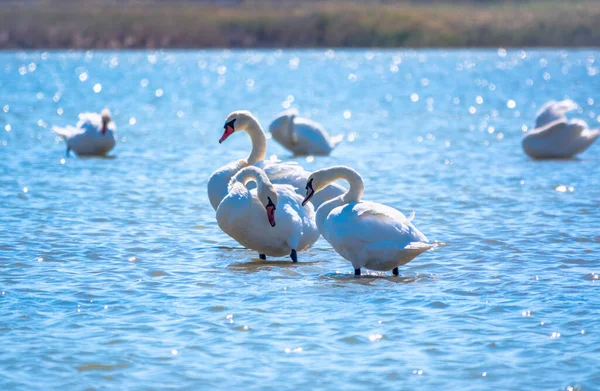 Cisnes Brancos Graciosos Nadando Lago Cisnes Natureza Cisne Mudo Nome — Fotografia de Stock