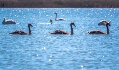 Güneşli bir günde mavi suyla gölde yüzen üç genç kahverengi beyaz kuğu. Dilsiz kuğu, Latince adı Cygnus olor.