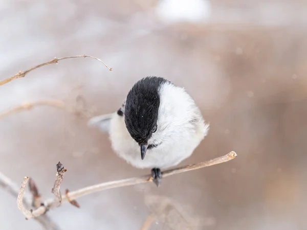Cute Bird Willow Tit Song Bird Sitting Branch Leaves Winter —  Fotos de Stock