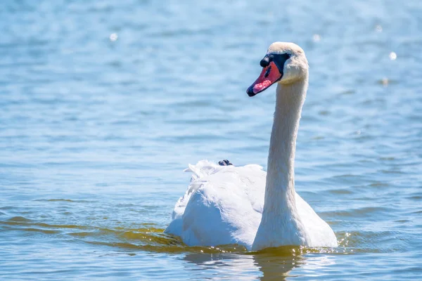 Graceful white Swan swimming in the lake, swans in the wild. Portrait of a white swan swimming on a lake. The mute swan, latin name Cygnus olor.
