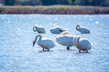 Gölde yüzen zarif beyaz kuğular, vahşi doğada yüzen kuğular. Dilsiz kuğu, Latince adı Cygnus olor.