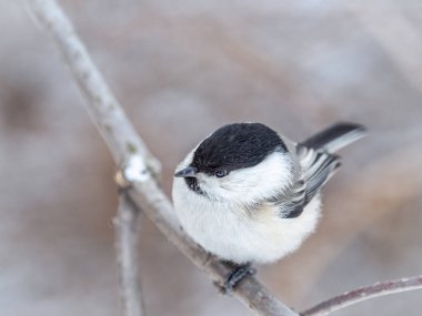Cute bird The willow tit, song bird sitting on a branch without leaves in the winter. Willow tit perching on tree in winter. The willow tit, lat. Poecile montanus.