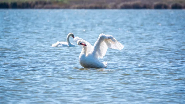 Grazioso Cigno Bianco Che Nuota Nel Lago Sbatte Ali Sull — Foto Stock