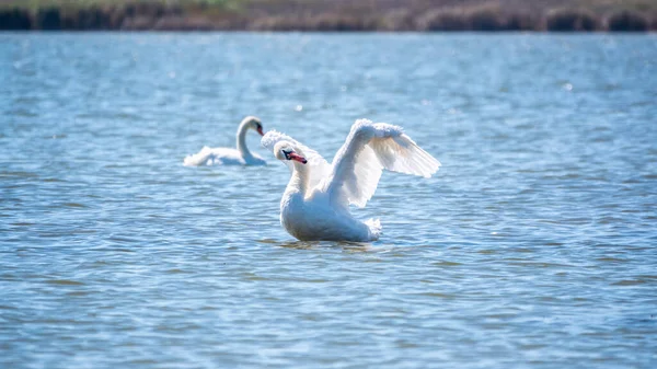 Graciös Vit Svan Simmar Sjön Och Klaffar Vingarna Vattnet Vit — Stockfoto