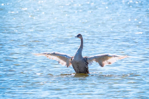 Giovane Cigno Bianco Bruno Batte Ali Sull Acqua Cigno Bianco — Foto Stock