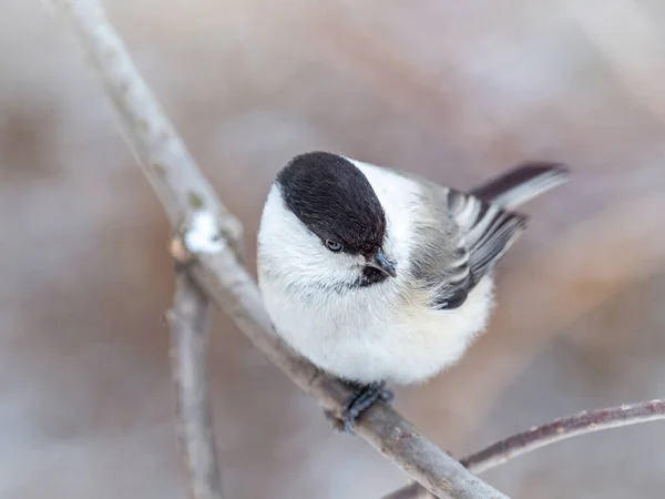Cute Bird Willow Tit Song Bird Sitting Branch Leaves Winter — Foto de Stock