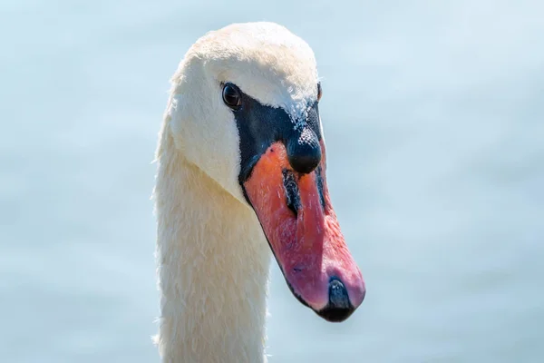 Porträtt Graciös Vit Svan Med Lång Hals Blått Vatten Bakgrund — Stockfoto