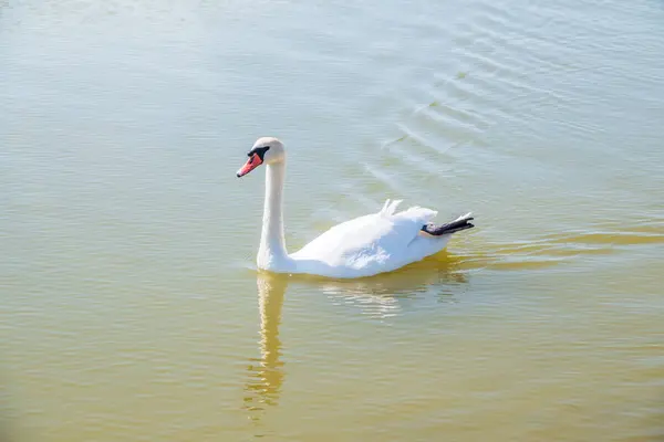 Elegante Cisne Blanco Nadando Lago Cisnes Naturaleza Retrato Cisne Blanco —  Fotos de Stock