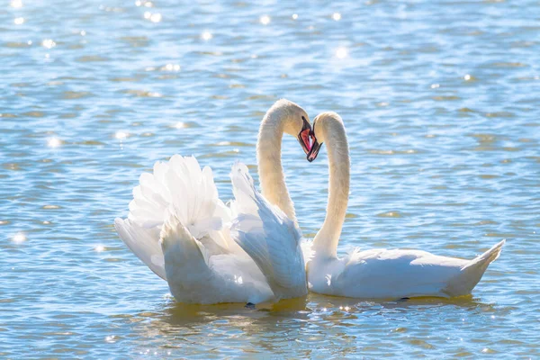 Boynu olan iki kuğu bir kalp oluşturur. Bir çift beyaz kuğu çiftleşme oyunu. Doğada suda yüzen kuğular. Sevgililer Günü geçmişi. Dilsiz kuğu, Latince adı Cygnus olor.