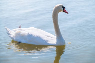 Gölde yüzen zarif beyaz kuğu, vahşi doğada yüzen kuğular. Gölde yüzen beyaz bir kuğunun portresi. Dilsiz kuğu, Latince adı Cygnus olor.
