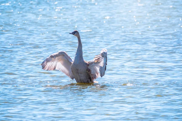 Joven Cisne Blanco Color Marrón Agita Sus Alas Sobre Agua — Foto de Stock