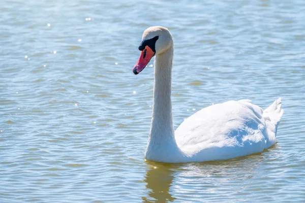 Cygne Blanc Gracieux Nageant Dans Lac Cygnes Dans Nature Portrait — Photo