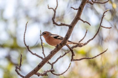 Yaygın papatya çadırı, ilkbaharda mavi gökyüzü arka planında bir dala oturur. Vahşi yaşamda güzel orman kuşu papatyası. Sıradan ispinoz mu yoksa latin adı Fringilla Coelebs mi?.