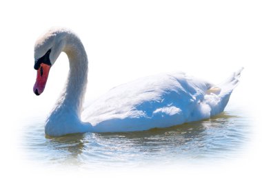 Beyaz arka planda izole bir şekilde gölde yüzen zarif beyaz kuğu. Gölde yüzen beyaz bir kuğunun portresi. Dilsiz kuğu, Latince adı Cygnus olor.