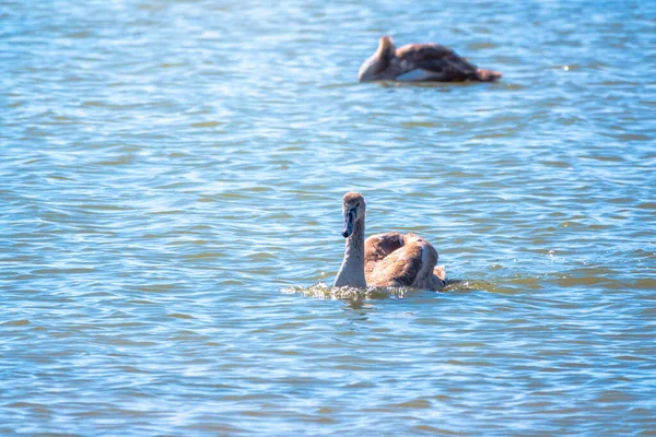 Giovane Cigno Bianco Colore Marrone Nuota Sull Acqua Ritratto Giovane — Foto Stock