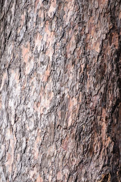 松树的叫声 云杉树皮的质感无缝树树皮背景 老树的褐色质感 — 图库照片