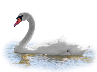 Beyaz arka planda izole bir şekilde gölde yüzen zarif beyaz kuğu. Gölde yüzen beyaz bir kuğunun portresi. Dilsiz kuğu, Latince adı Cygnus olor.