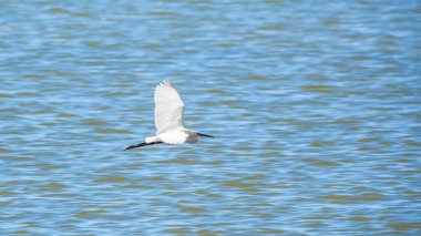 Uçarken küçük balıkçıl. Küçük balıkçıl, latin. Egretta garzetta