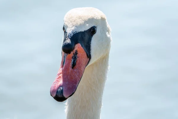 Porträtt Graciös Vit Svan Med Lång Hals Blått Vatten Bakgrund — Stockfoto