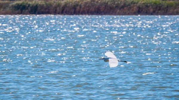 Silberreiher Auf Der Flucht Kleiner Silberreiher Lat Egretta Garzetta — Stockfoto