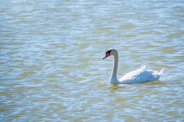 Elegante Cisne Blanco Nadando Lago Cisnes Naturaleza Retrato Cisne Blanco —  Fotos de Stock