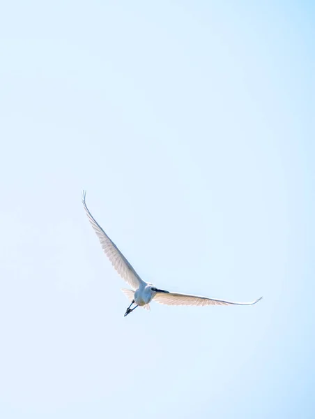 Little Egret Flight Small White Heron Lat Egretta Garzetta — Stock Photo, Image