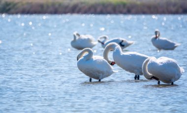 Gölde yüzen zarif beyaz kuğular, vahşi doğada yüzen kuğular. Dilsiz kuğu, Latince adı Cygnus olor.