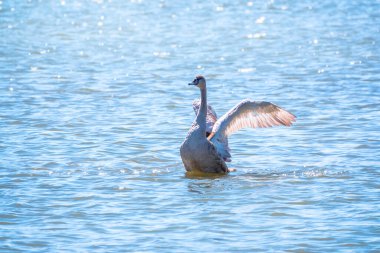 Genç kahverengi renkli beyaz bir kuğu suda kanatlarını çırpıyor. Beyaz kuğu, sakin mavi su yüzeyinin üstünde kanatlarını çırpıyor. Dilsiz kuğu, Latince adı Cygnus olor.