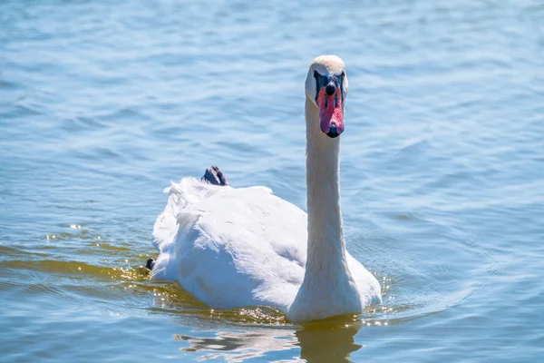 Elegante Cisne Blanco Nadando Lago Cisnes Naturaleza Retrato Cisne Blanco —  Fotos de Stock