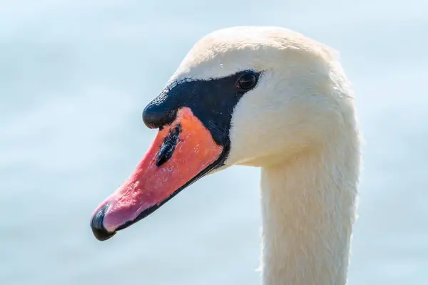 Retrato Cisne Branco Gracioso Com Pescoço Longo Fundo Água Azul — Fotografia de Stock