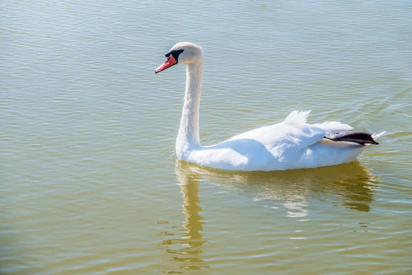 Elegante Cisne Blanco Nadando Lago Cisnes Naturaleza Retrato Cisne Blanco —  Fotos de Stock