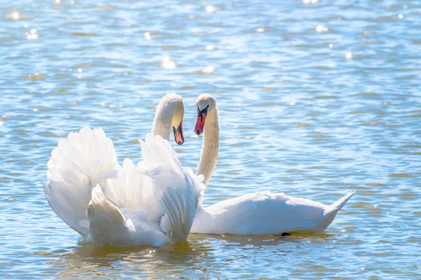 Спаривание Двух Белых Лебедей Лебеди Плавают Воде Природе Фон День — стоковое фото