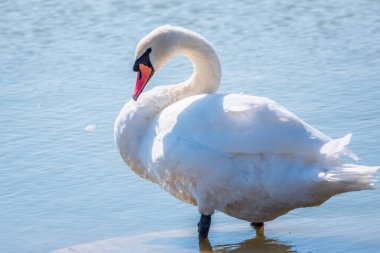 Kırmızı gagalı zarif beyaz kuğu bir göletin kıyısında duruyor. Dilsiz kuğu, Latince adı Cygnus olor.