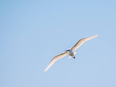 Uçarken küçük balıkçıl. Küçük balıkçıl, latin. Egretta garzetta