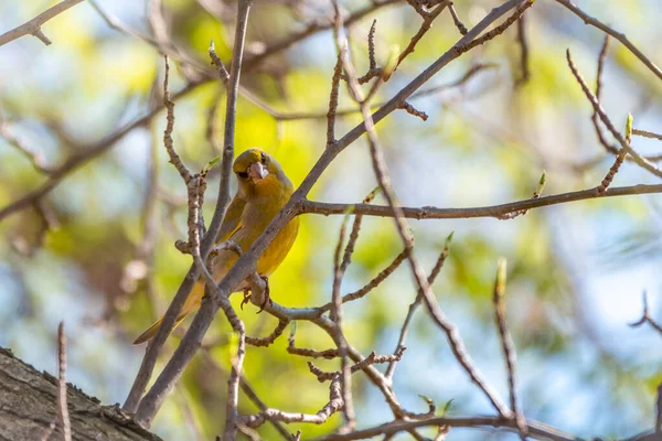 Green Yellow Songbird Greenfinch Europeu Sentado Galho Primavera Verdinho Europeu — Fotografia de Stock