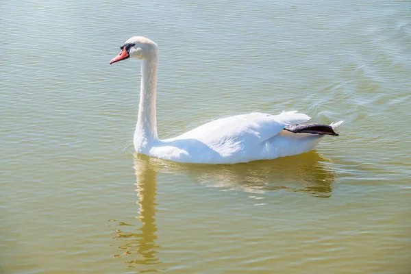 Grazioso Cigno Bianco Che Nuota Nel Lago Cigni Natura Ritratto — Foto Stock