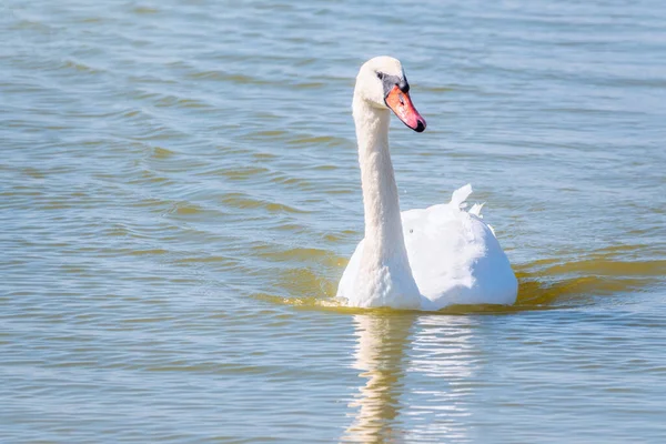 Elegante Cisne Blanco Nadando Lago Cisnes Naturaleza Retrato Cisne Blanco —  Fotos de Stock