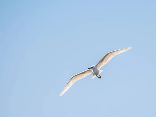 Lilla Egret Flyget Liten Vit Häger Lat Egretta Garzetta — Stockfoto