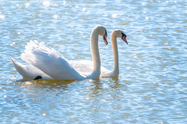 Спаривание Двух Белых Лебедей Лебеди Плавают Воде Природе Фон День — стоковое фото