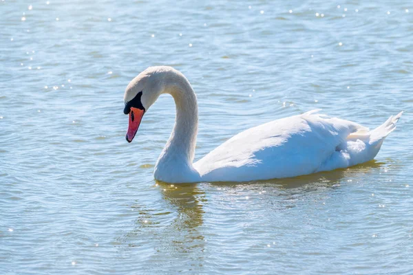 Elegante Cisne Blanco Nadando Lago Cisnes Naturaleza Retrato Cisne Blanco —  Fotos de Stock